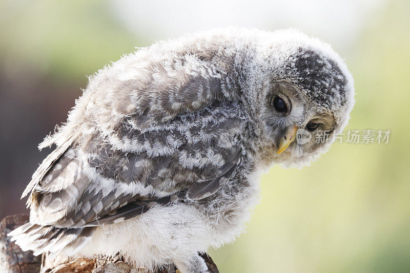 乌拉尔猫头鹰(Strix uralensis)幼鸟